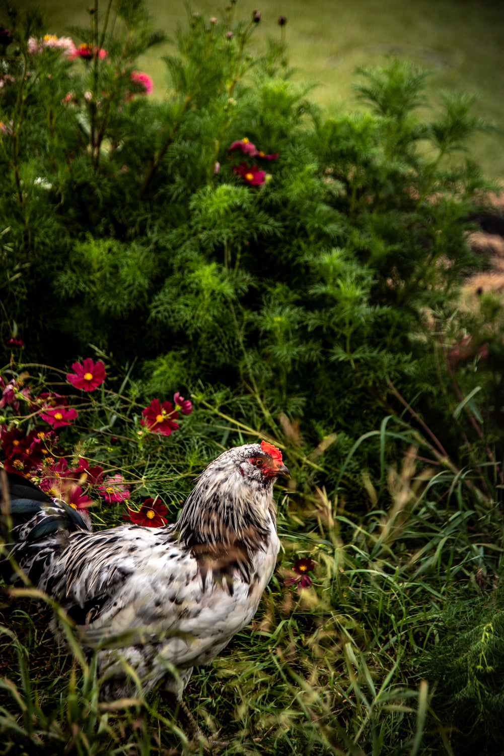 A Chicken hides in long grass among the flowers