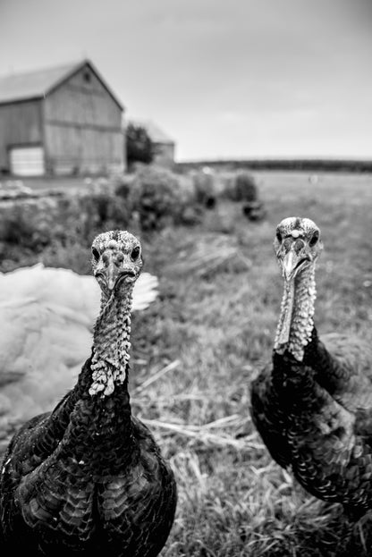 Two turkeys look into the camera lens on a farm on Wolfe Island, ON