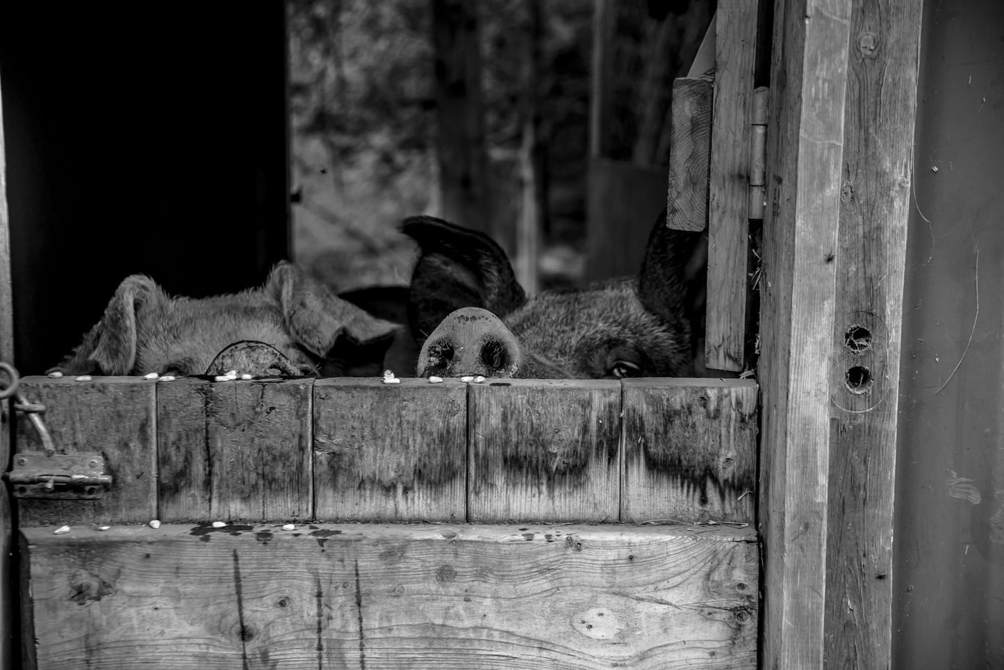 Two pigs peek over the pen gate at Happy Tales Animal Sanctuary, in South Frontenac, ON
