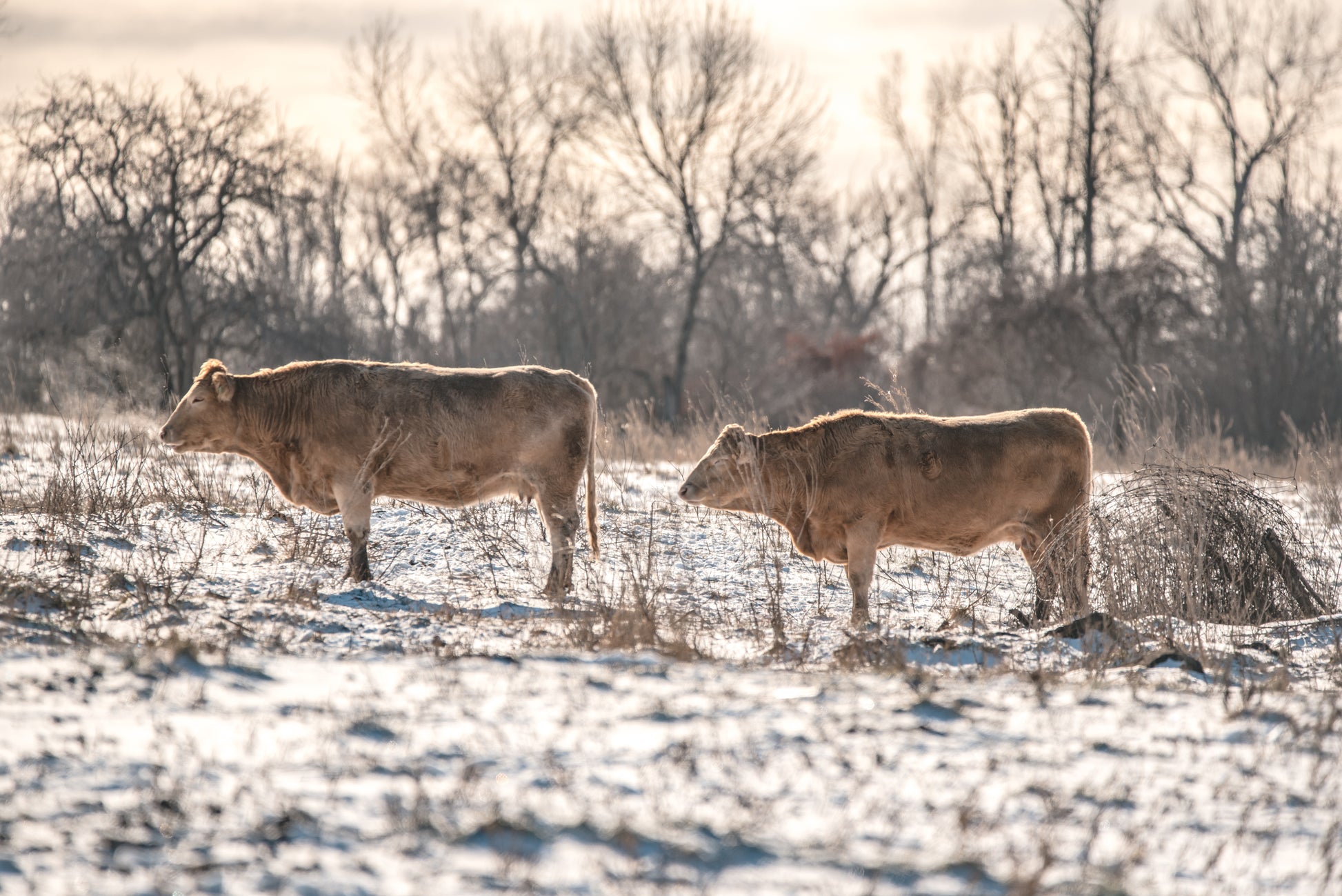 Two cows stand in a snow covered field on Amherst Island, ON