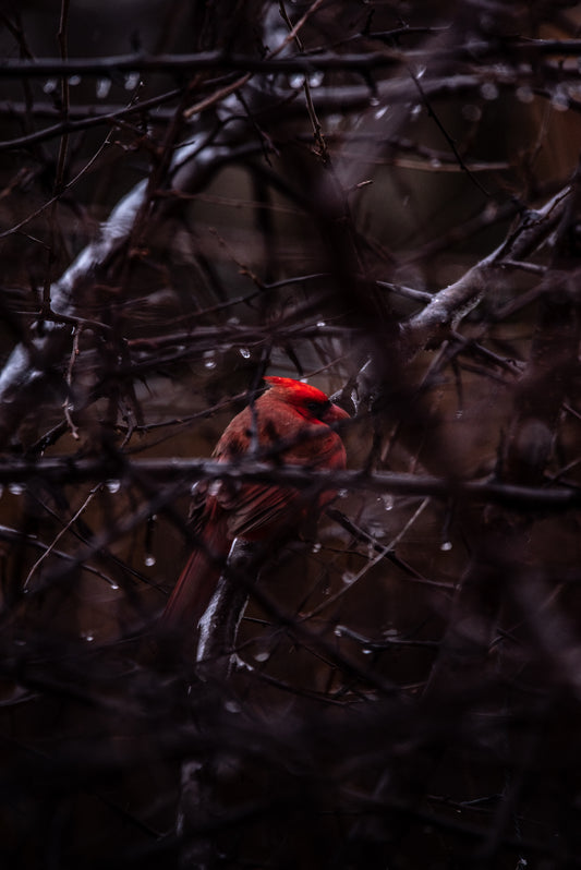 Northern Cardinal caught in November rain